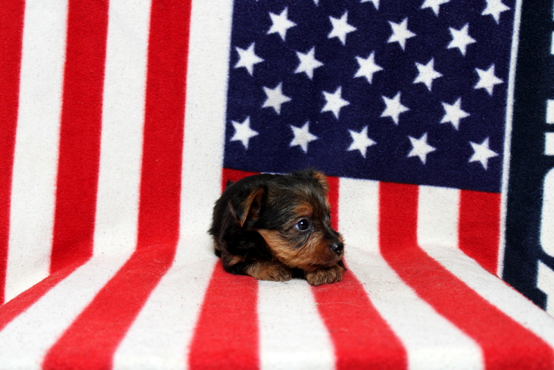 puppy, for, sale, Yorkshire Terrier, Matthew B. Stoltzfus, dog, breeder, Gap, PA, dog-breeder, puppy-for-sale, forsale, nearby, find, puppyfind, locator, puppylocator, aca